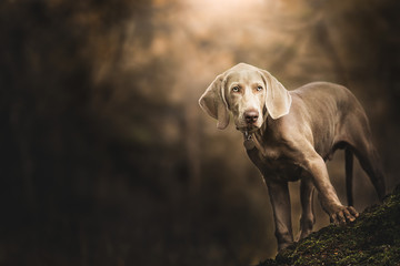 Portrait of a Weimaraner standing on the root of a tree