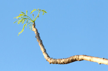 Small twig with green leaves