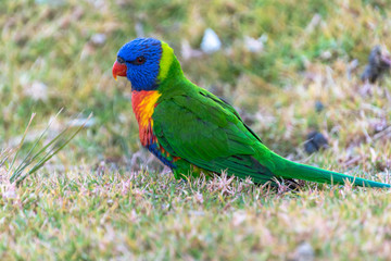Rainbow Lorikeet on the grass