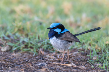 Male Superb Fairy-wren in the grass