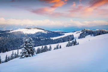 Fototapeta premium Dramatic winter sunrise in Carpathian mountains with snow covered fir trees. Colorful outdoor scene, Happy New Year celebration concept. Artistic style post processed photo.