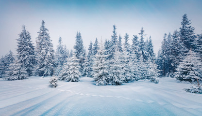 Fototapeta na wymiar Cold winter morning in mountain foresty with snow covered fir trees. Splendid outdoor scene of Carpathian mountains. Beauty of nature concept background.