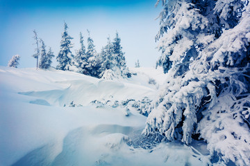 Wonderful winter morning in mountain forest with snow covered fir trees. Colorful outdoor scene, Happy New Year celebration concept. Beauty of nature concept background.