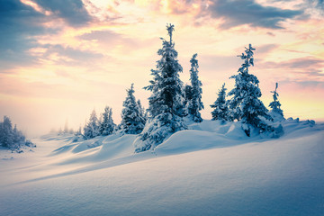 Foggy winter sunrise in Carpathian mountains with snow covered fir trees. Incredible morning scene...