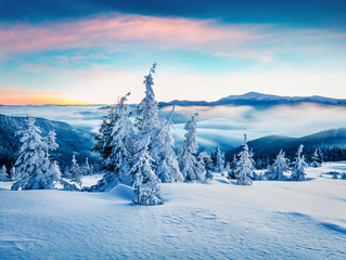 Frosty winter sunrise in Carpathian mountains with snow covered fir trees. Impressive morning scene of mountains hills covered by fog. Beauty of nature concept background.