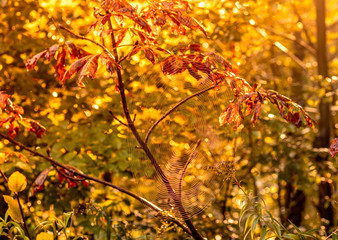 Spinnennetz im Gegenlicht