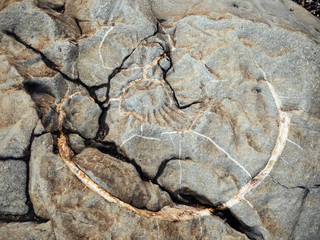 Fossils of Ammonites, extinct cephalopods. Traces of shell in the stone