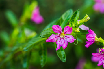 purple flower in the garden