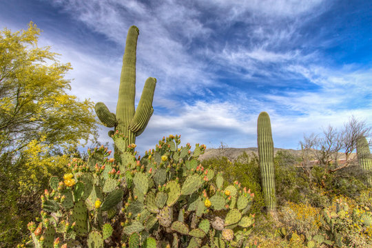 Desert Wildflower Landscape. Prickly Pear Cactus And Large Saguaro Catus