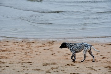 dog on beach