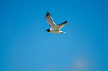Seagull Flying