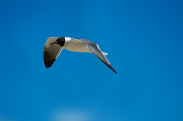 Seagull Flying