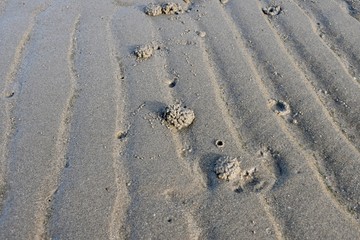 footprints in the sand
