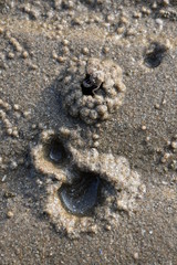 crab in sand