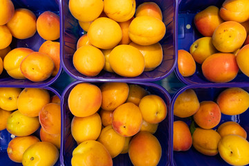 Yellow fresh delicious plum in blue plastic boxes at food market. May be used for agriculure background, aerial top view.