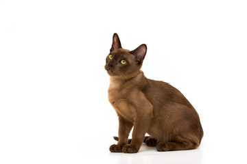 Burmese cat. Cute playful chocolate-colored kitten. On white background.