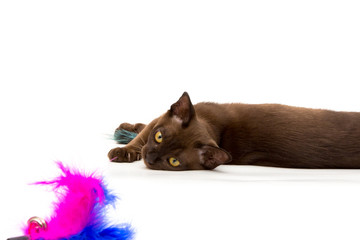 Burmese cat. Cute playful chocolate-colored kitten. On white background.