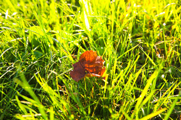 Dry leaf lying in green grass. Autumn season. Indian summer period.