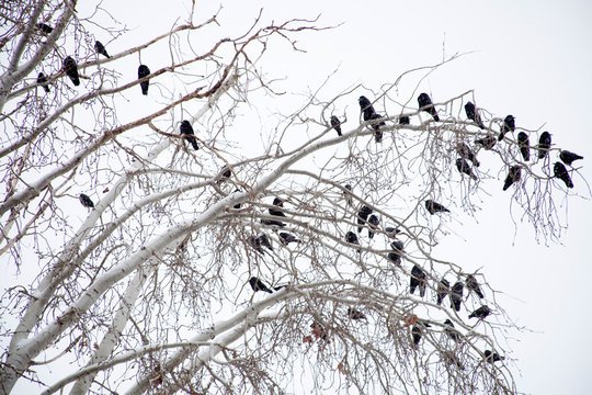 crows on tree branch background