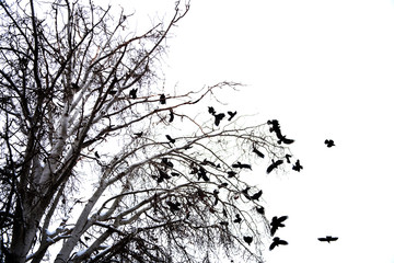 crows on tree branch background