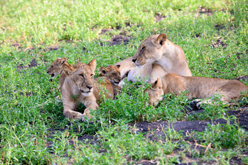 Family life