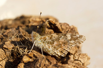 moth butterfly in spring - wing and eye