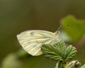 Green-Viened White Butterfly on a leaf