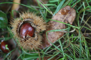 Chestnuts in the wild