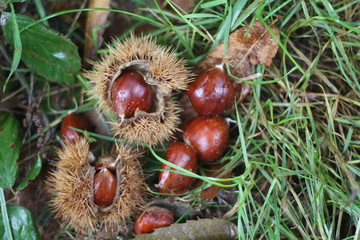 Chestnuts in the wild