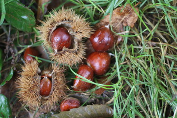 Chestnuts in the wild