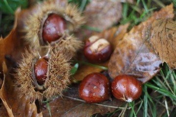 Chestnuts in the wild
