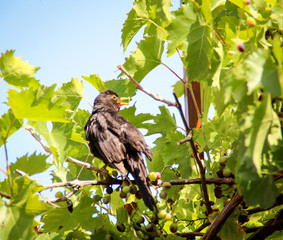 Eine Amsel sitzt ruhig in einem Weinstock 