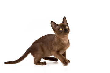 Burmese cat. Cute playful chocolate-colored kitten. On white background.