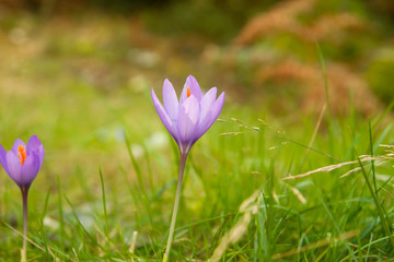 Autumn crocus flowers blooming on the green grass