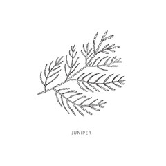 Hand drawn branch of plant. Line art vector graphic.