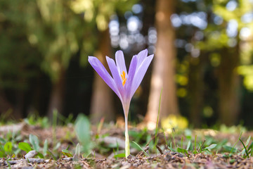 Wild autumn crocus purple flower close up