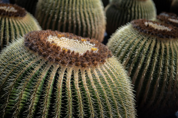 Echinocactus grusonii, big round cactus in garden