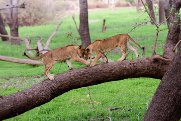 Naklejka na ściany i meble Lion cubs on the branch of a fallen tree