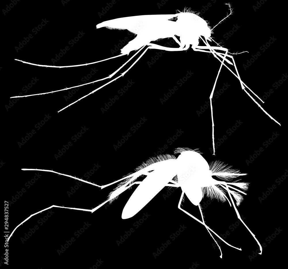 Canvas Prints two white silhouettes of mosquitoes on black