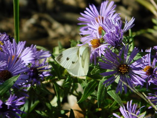 Cabbage White (Pieris rapae)