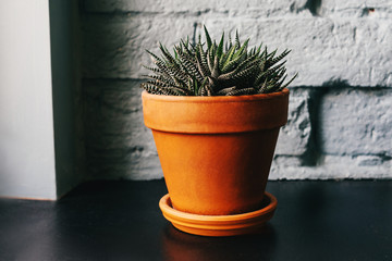 Succulent in ceramic pot on windowsill.