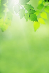 Beautiful green leaves nature in the garden and blurred background.