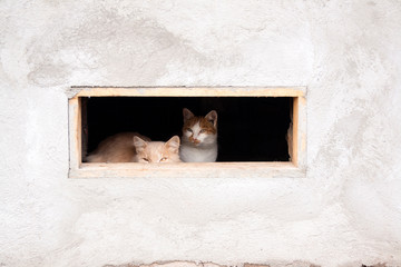 Two stray cats are sitting in the basement and looking out the window. Homeless animals. Animal protection.