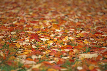 autumn leaf garden grass background 