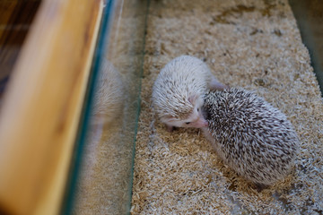 baby porcupine, animal wildlife, hedgehog