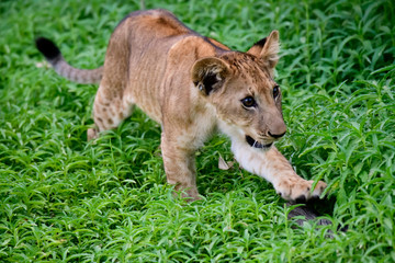 Naklejka premium Adorable cute lion cub