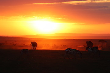 Fototapeta na wymiar Silhouettes of african animals in the savannah during sunset.
