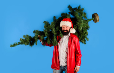 Pine tree. Santa Claus costume. Christmas, new year, holidays. Santa man carrying christmas tree. Christmas decor concept. Bearded man dressed in festive costume of Santa Claus carries Christmas tree.