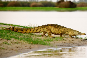 Walking crocodile on the move