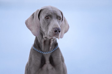 Dog breed Weimaraner, portrait in winter, close-up